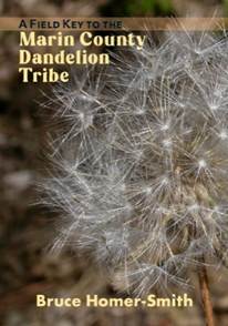 Field Key to the Marin Dandelion Tribe