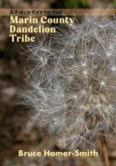 Field Key to the Marin Dandelion Tribe
